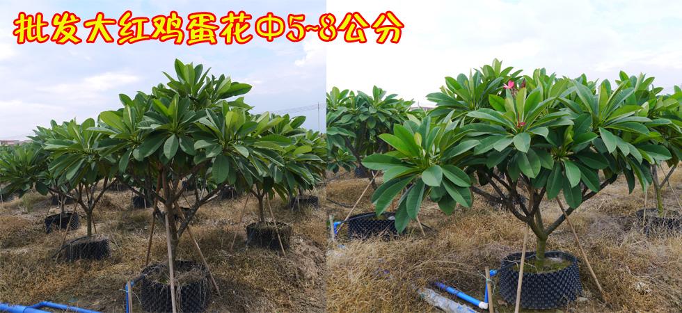 标题广告