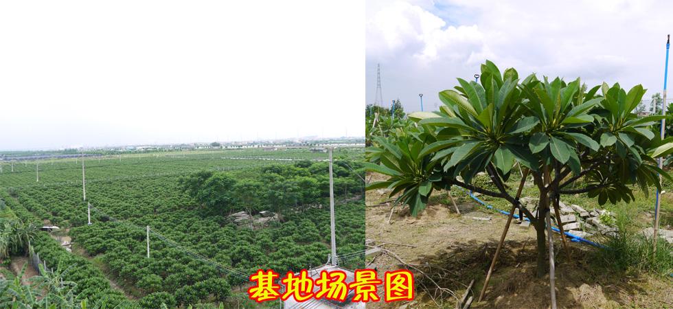 标题广告