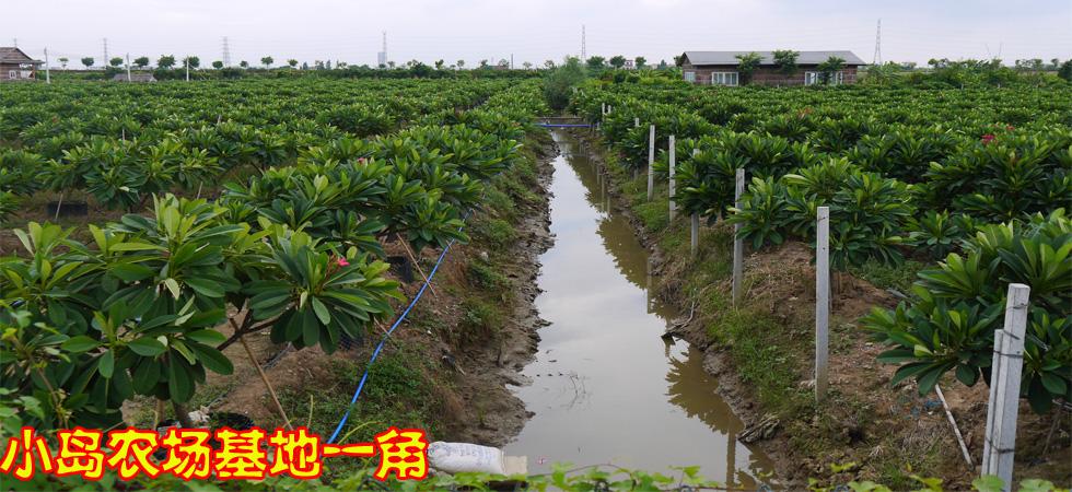 标题广告