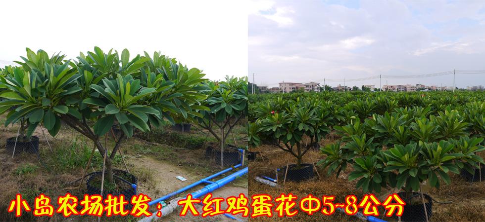 标题广告