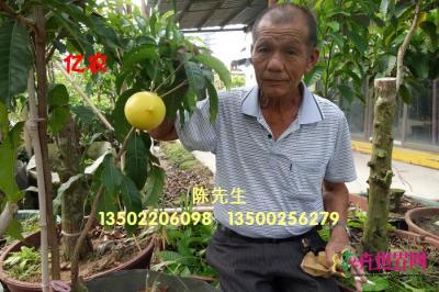 黄晶果
